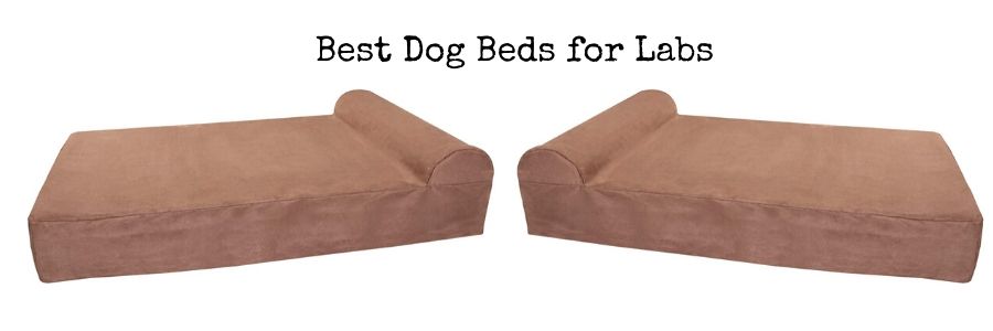 Best Dog Beds for Labs
